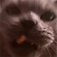 MEOW
