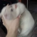 ratsmile