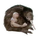 buffkiwi