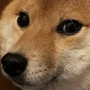 nkDoggy