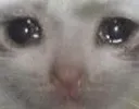catsad