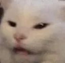 catidk catidk