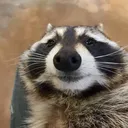 RacoonSmile