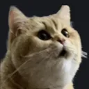 catwow