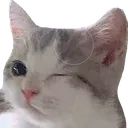 CatWink2