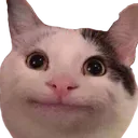 zz_cat