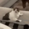catLickmad catLickmad