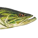 bass1