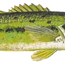 bass2