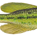 bass3