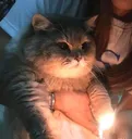 chonker