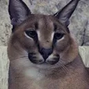 floppasad Discord Emoji