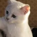 SCslap1 SCslap1