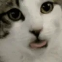 cat_LELELELE cat_LELELELE