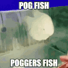 Apoggingfish Discord Emoji