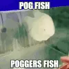 Apoggingfish