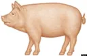 pig