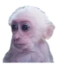 GalvinAKAfunnymonkey Discord Emoji