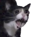 SadCat Discord Emoji