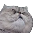 thecatGasm thecatGasm