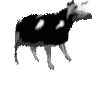TT_polish_cow