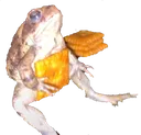 CheezItFrog