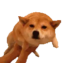 DogeSwimGif