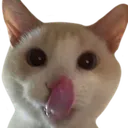 catlick