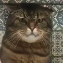 unhappycat