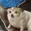 SmolConcern