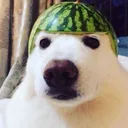 WotormalonDoggeh