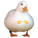 ShyDuck