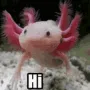 hi