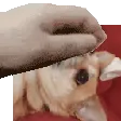 daisy2_pat