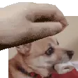 daisy1_pat