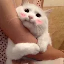 CCGattoHug