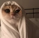 CCGattoBurrito