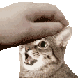 cat_meowing_at_pat