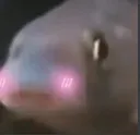 cutefishuwu1 cutefishuwu1