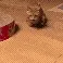 CatRun_Pao