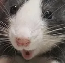 pog_rat
