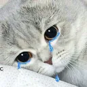 cryKitty