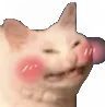 kitty4