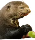 AngerOtter