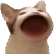 xterotCat xterotCat