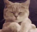 SCvibing SCvibing