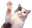CatWave