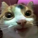 y_sexycat2