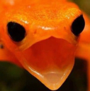 pogfrog Discord emoji