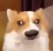 doggo